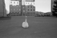 Svanen på kaserngården 